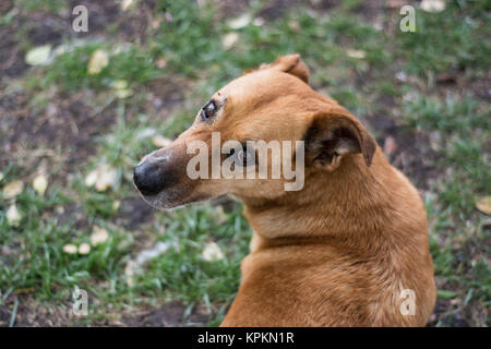 Cute stray dog at Colonia del Sacramento, Uruguay Stock Photo