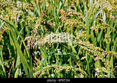 Millet stalks green of field Stock Photo