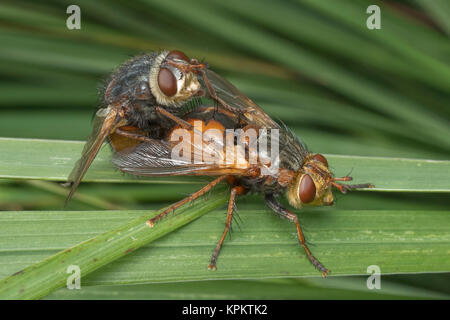 Mating Tachinid flies (Tachina fera) on blade of grass. Cahir, Tipperary, Ireland. Stock Photo