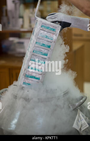 Technician removing specimens from freezer Stock Photo