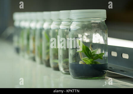 Flasks of plant tissue culture Stock Photo