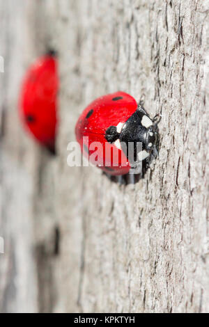 Ladybirds on the wood. Two red spots. Shape of black heart. Stock Photo