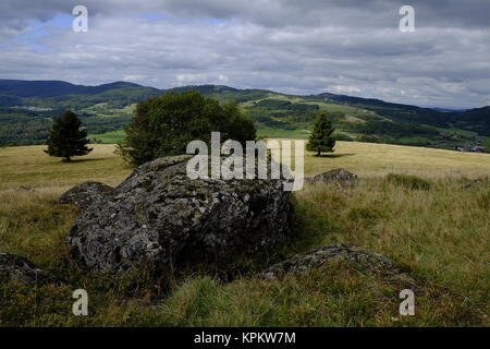 silberdisteln,carlina acaulis,at arnsberg,bayerische rhoen,lower franconia,bavaria,germany Stock Photo