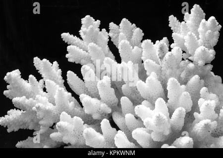 white coral isolated on black background Stock Photo