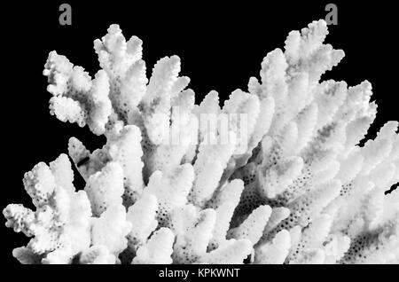 white coral isolated on black background Stock Photo