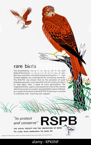 Endangered Birds Rspb