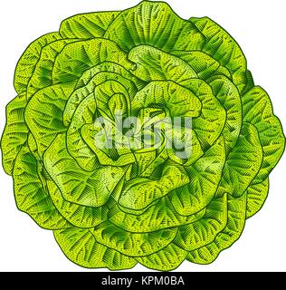 Green lettuce salad head top view.  Vintage engraving style vector illustration. Stock Vector