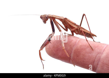 Mantis on a finger on a white background Stock Photo