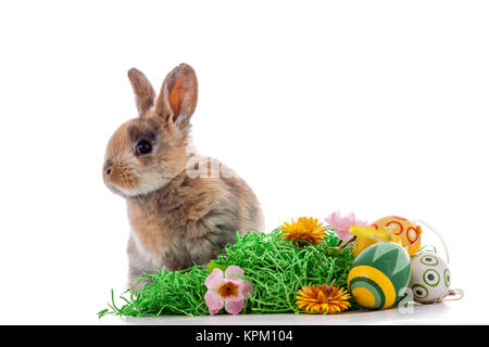 Colorful rabbit with Easter eggs on white background Stock Photo