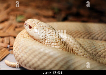 Snake in the terrarium - Albino indian cobra Stock Photo