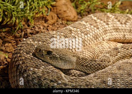 Snake in the terrarium - Levantine viper Stock Photo