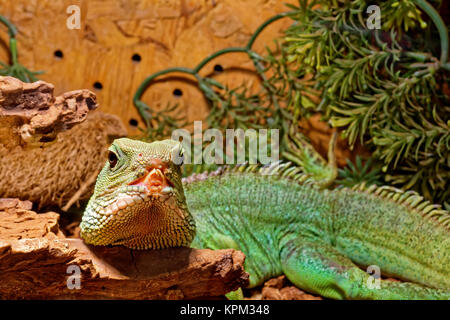 reptile in the terrarium - Chinese water dragon Stock Photo
