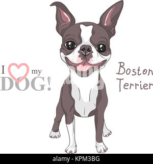 vector sketch dog Boston Terrier breed smiling Stock Photo