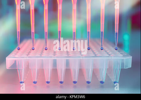 Scientific background. Multichannel pipette tips filled in with reaction mixture to amplify DNA in plastic wells. This image is toned. Stock Photo