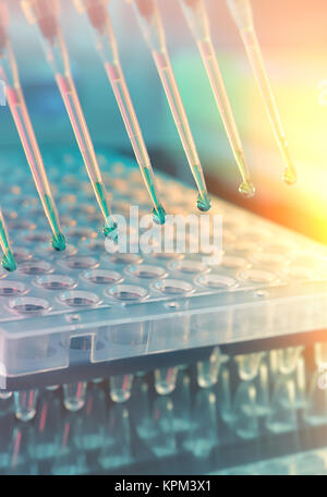 Scientific background. Multichannel pipette tips filled in with reaction mixture to amplify DNA in plastic wells. This image is toned. Stock Photo