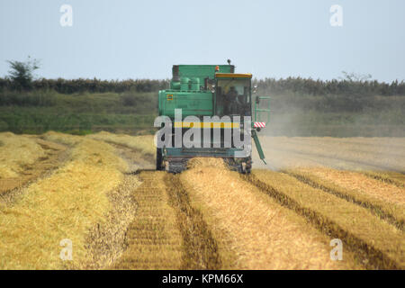 Collection sloping rice threshing. Agricultural machinery harvest on the field. Stock Photo