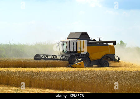 Kombain collects on the wheat crop. Agricultural machinery in the field. Stock Photo
