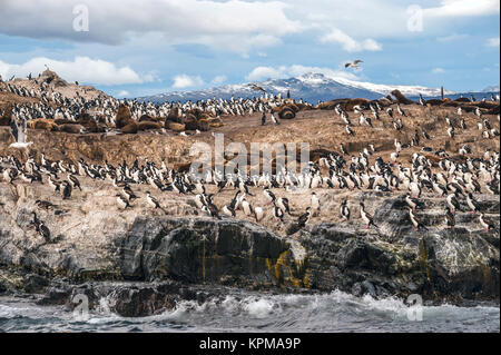 King Cormorant colony sits on an Island in the Beagle Channel. Sea lions are visible laying on the Island as well. Tierra del Fuego, Argentina - Chile Stock Photo