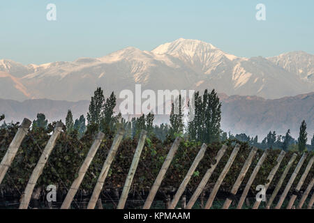 Early morning in the vineyards. Volcano Aconcagua Cordillera. Andes mountain range, in Maipu, Argentine province of Mendoza Stock Photo