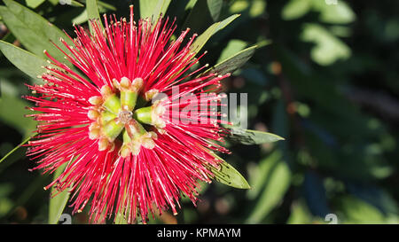 Flower of Syzygium malaccense (Malay rose apple) Stock Photo