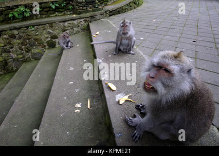 Padangtegal Monkey Forest, famous touristic place in Ubud, Bali Indonesia Stock Photo