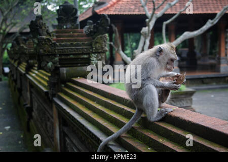 Padangtegal Monkey Forest, famous touristic place in Ubud, Bali Indonesia Stock Photo