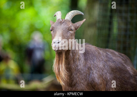 portrait of a german male goat with a long beard Stock Photo