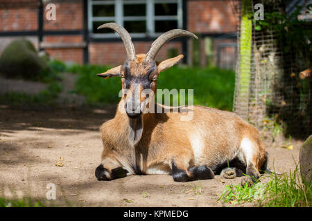 portrait of a german male goat with a long beard Stock Photo