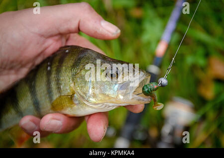 Fish perch on the hook Stock Photo