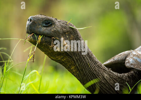 Close-up of head of Galapagos giant tortoise Stock Photo