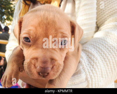 Puppy dog in his breeder's arms Stock Photo