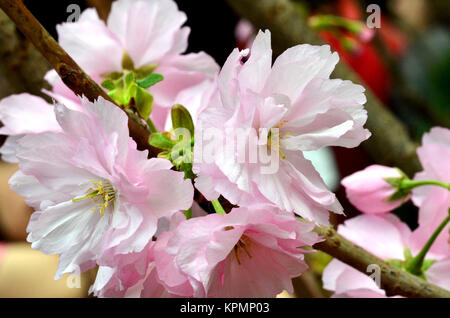 Sakura, the famouse flower of Japan Stock Photo
