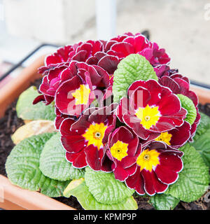 Red violets in bunch Stock Photo