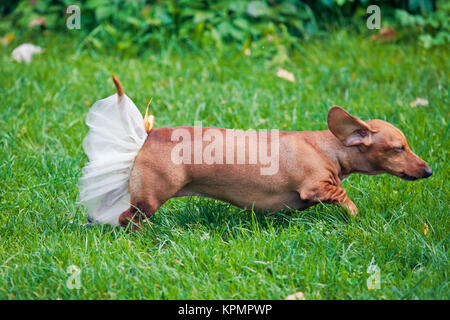 dog skirt running on the lawn Stock Photo