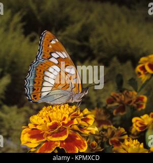 poplar admiral,poplar admiral,female butterflies,very rare butterfly Stock Photo