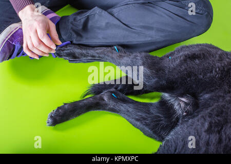 acupuncture Stock Photo