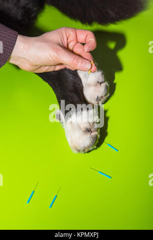 paws Stock Photo