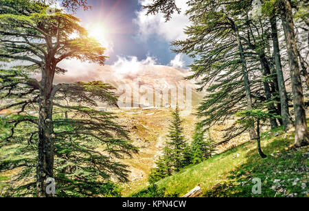 Cedars of Lebanon Stock Photo