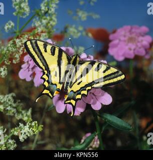 SÃ¼dlicher Schwalbenschwanz, Southern Swallowtail, seltener Tagfalter, auf rosa BlÃ¼te Stock Photo