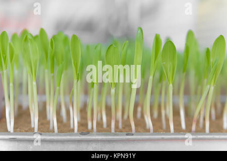 Young sweet corn seedling growing Stock Photo