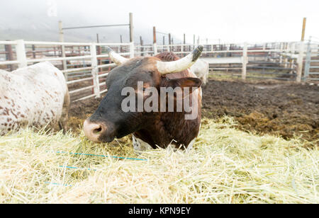 Bull Cow Gets Morning Feeding Washington Country Ranch Stock Photo