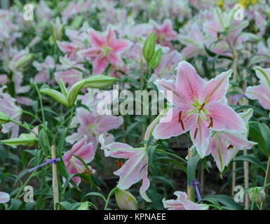 Pink Easter lily flower (Lilium longiflorum) Stock Photo
