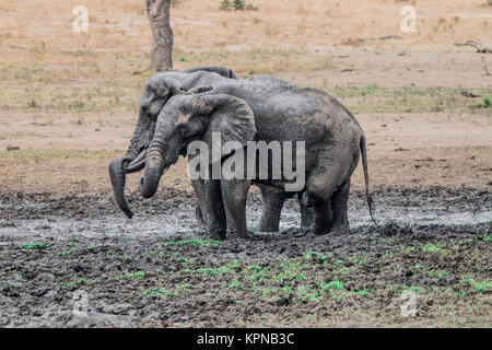 Two Elephants taking a mud bath in the Kruger National Park Stock Photo