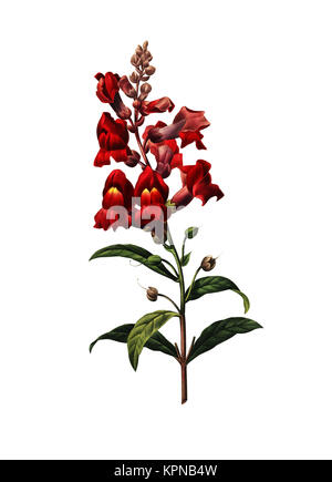 19th-century illustration of a Antirrhinum commonly known as dragon flowers or snapdragons. Engraving by Pierre-Joseph Redoute. Published in Choix Des Stock Photo