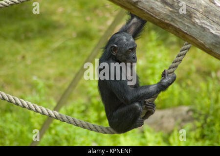 Playing ape Stock Photo