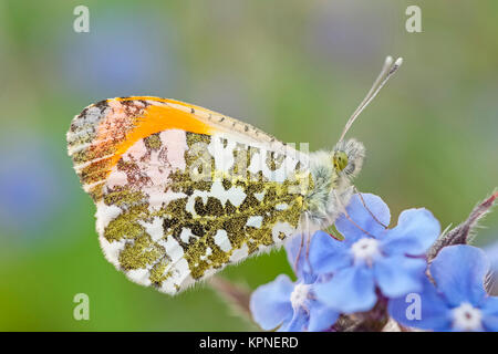 Male orange-tip butterfly resting on Forget-me-not flowers Stock Photo