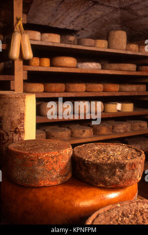 Cheeses in producer's cave Stock Photo
