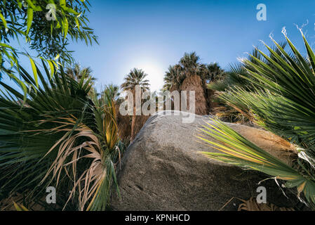 Palm Oasis in the Desert Stock Photo