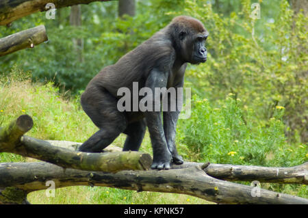Gorilla out in the wild Stock Photo