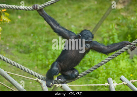 Swinging ape Stock Photo